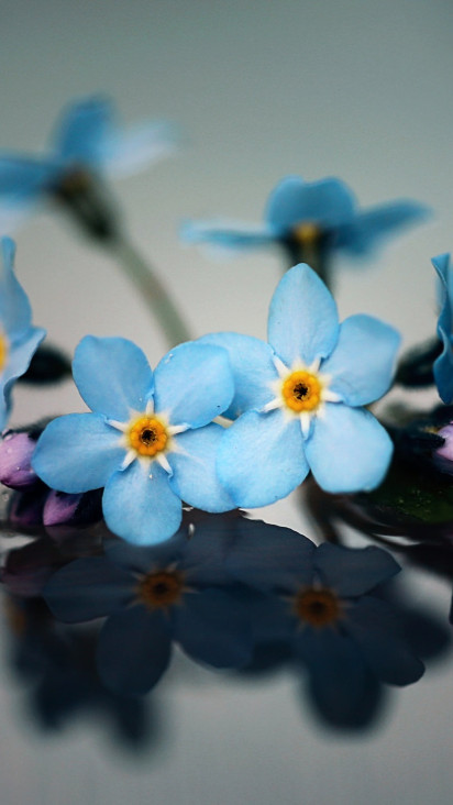 Незабудка эстетика цветов голубые цветы синие цветы макросъемка макро фотография природа эстетика